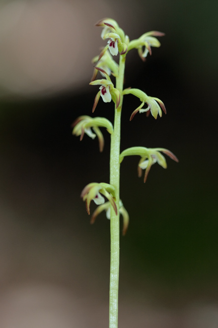 Corallorhiza trifida / Coralloriza